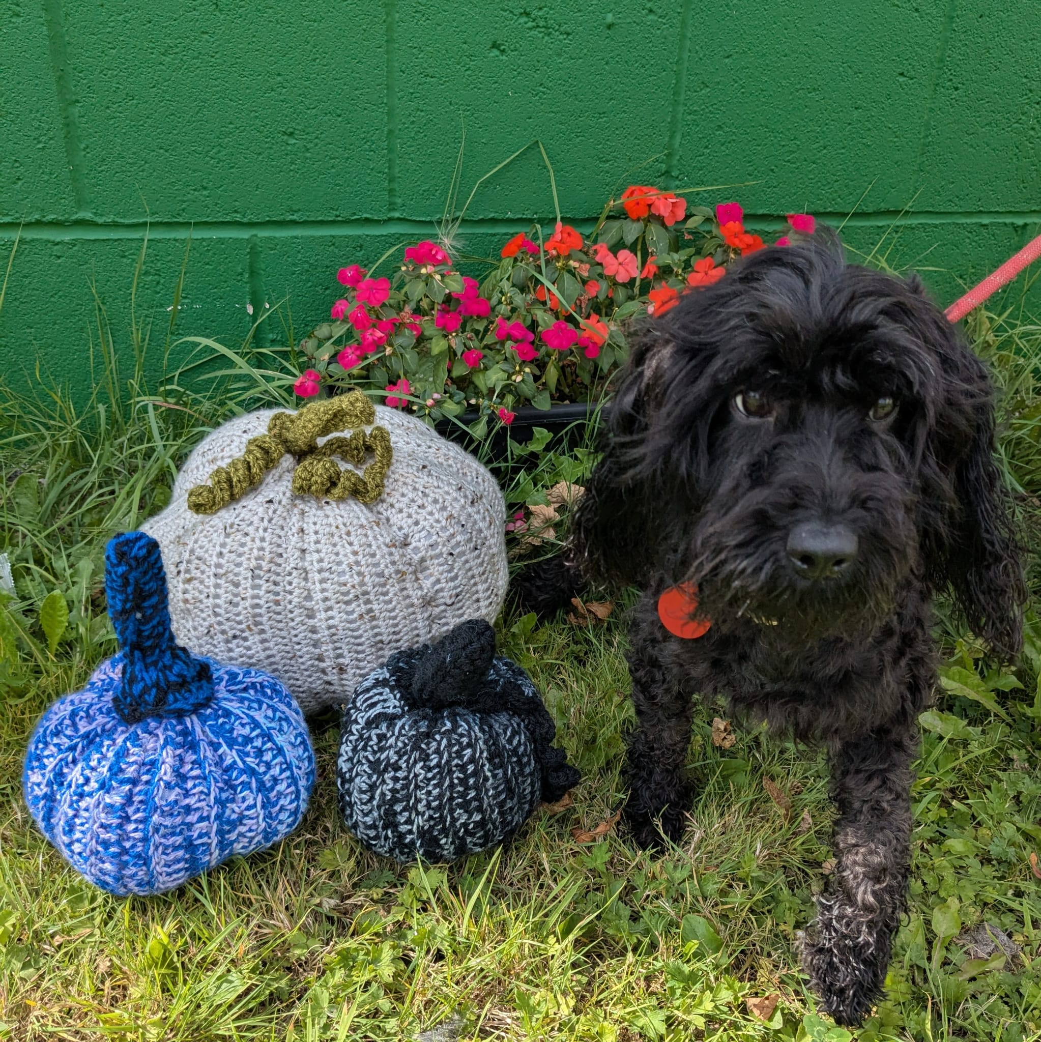 Halloween Dog Walk